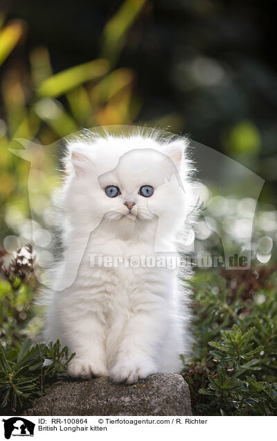 British Longhair kitten / RR-100864
