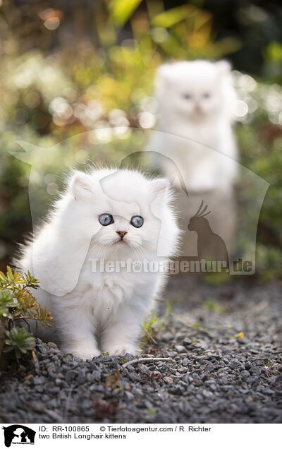 zwei Britisch Langhaar Ktzchen / two British Longhair kittens / RR-100865