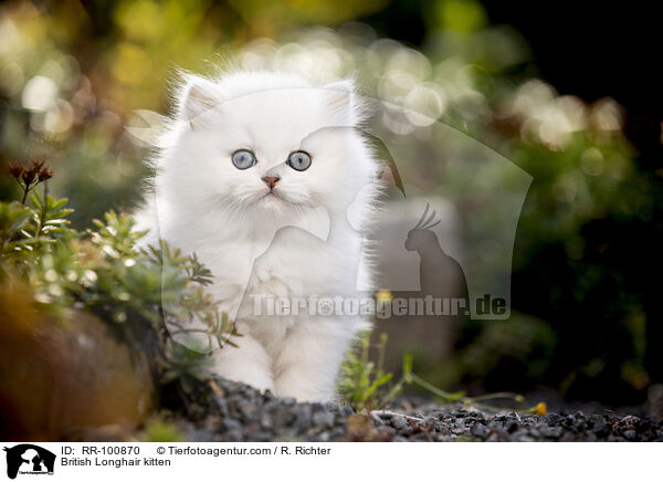 British Longhair kitten / RR-100870