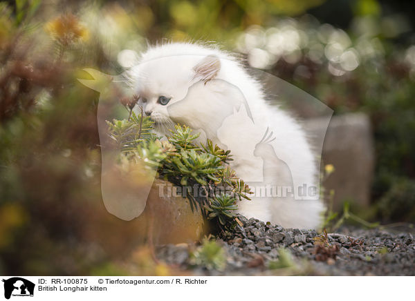 Britisch Langhaar Ktzchen / British Longhair kitten / RR-100875