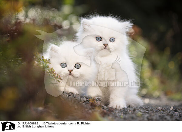 zwei Britisch Langhaar Ktzchen / two British Longhair kittens / RR-100882