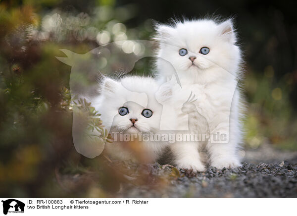 zwei Britisch Langhaar Ktzchen / two British Longhair kittens / RR-100883