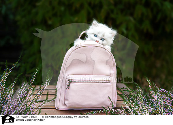 Britisch Langhaar Ktzchen / British Longhair Kitten / WDV-01031