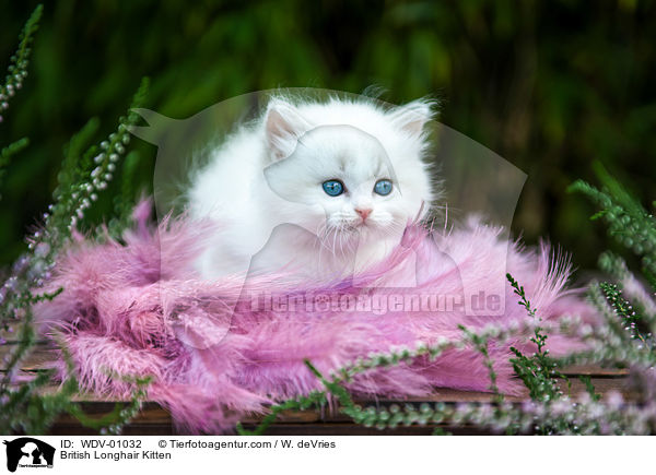Britisch Langhaar Ktzchen / British Longhair Kitten / WDV-01032