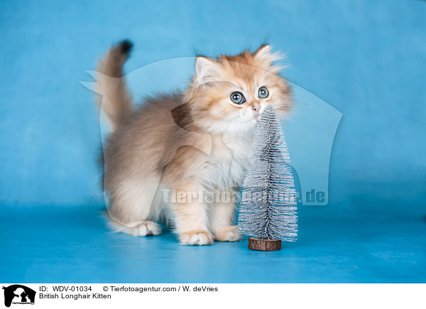 Britisch Langhaar Ktzchen / British Longhair Kitten / WDV-01034