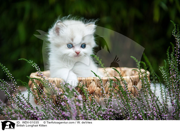 British Longhair Kitten / WDV-01035