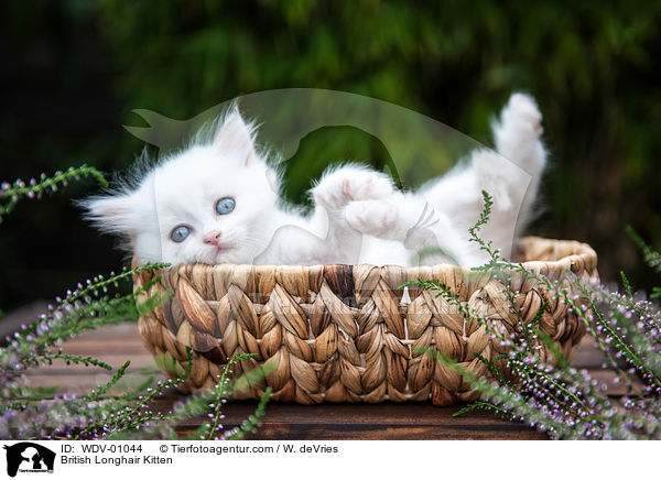 Britisch Langhaar Ktzchen / British Longhair Kitten / WDV-01044