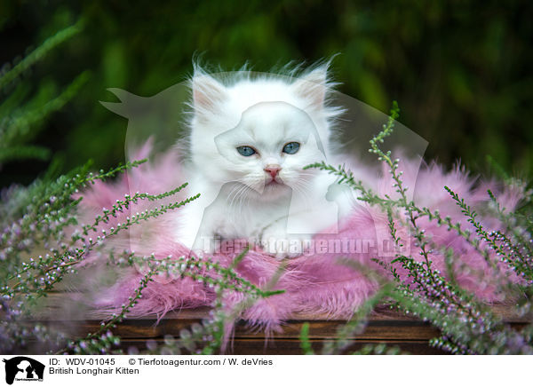 British Longhair Kitten / WDV-01045