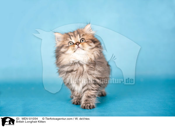 Britisch Langhaar Ktzchen / British Longhair Kitten / WDV-01054