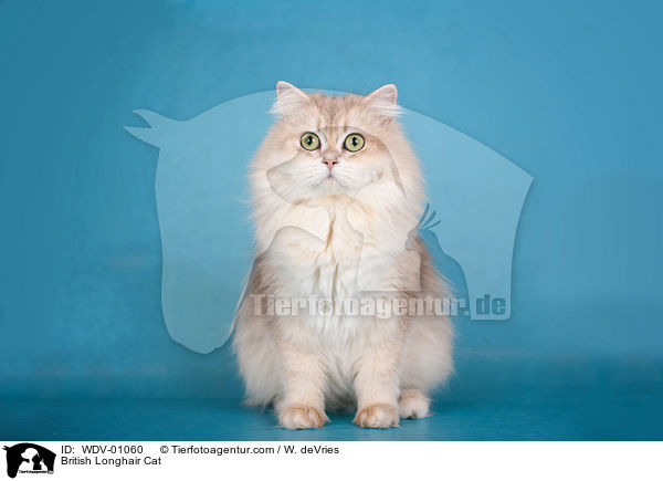 Britisch Langhaar Katze / British Longhair Cat / WDV-01060