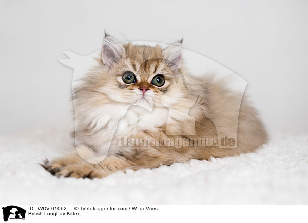 Britisch Langhaar Ktzchen / British Longhair Kitten / WDV-01062