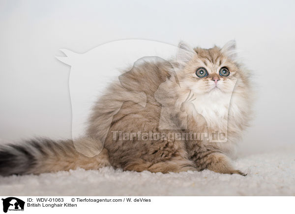 British Longhair Kitten / WDV-01063