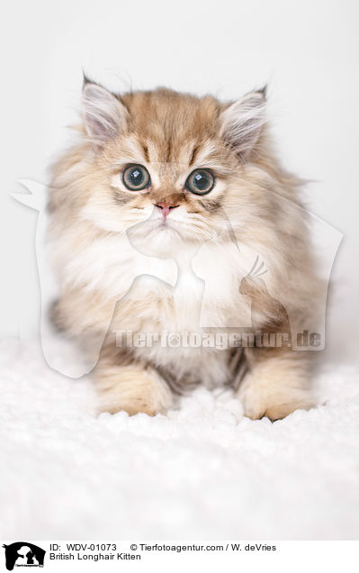 British Longhair Kitten / WDV-01073