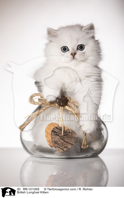 Britisch Langhaar Ktzchen / British Longhair Kitten / RR-101069