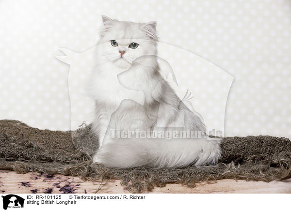 sitzende Britisch Langhaar / sitting British Longhair / RR-101125