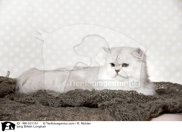 liegende Britisch Langhaar / lying British Longhair / RR-101151
