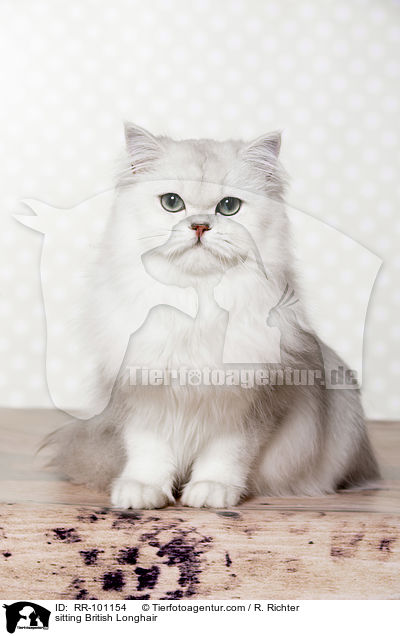 sitzende Britisch Langhaar / sitting British Longhair / RR-101154