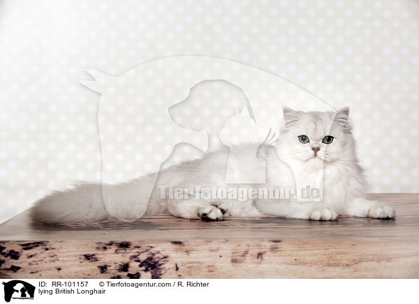 liegende Britisch Langhaar / lying British Longhair / RR-101157