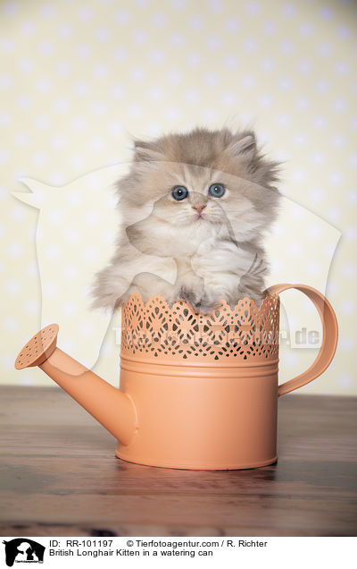 British Longhair Kitten in a watering can / RR-101197