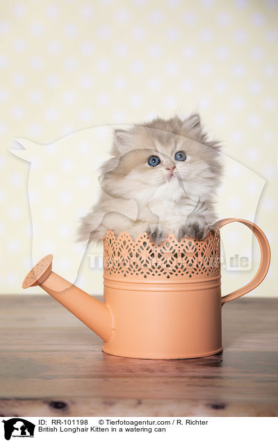 British Longhair Kitten in a watering can / RR-101198