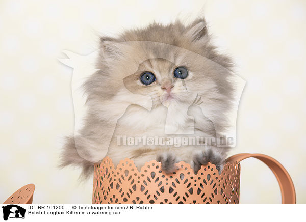 British Longhair Kitten in a watering can / RR-101200