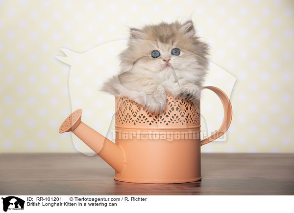 Britisch Langhaar Ktzchen in einer Giekanne / British Longhair Kitten in a watering can / RR-101201
