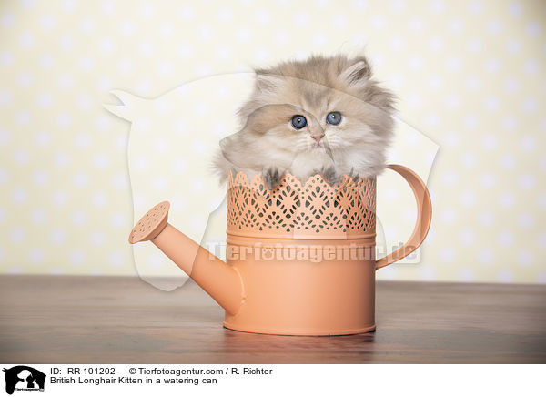 Britisch Langhaar Ktzchen in einer Giekanne / British Longhair Kitten in a watering can / RR-101202