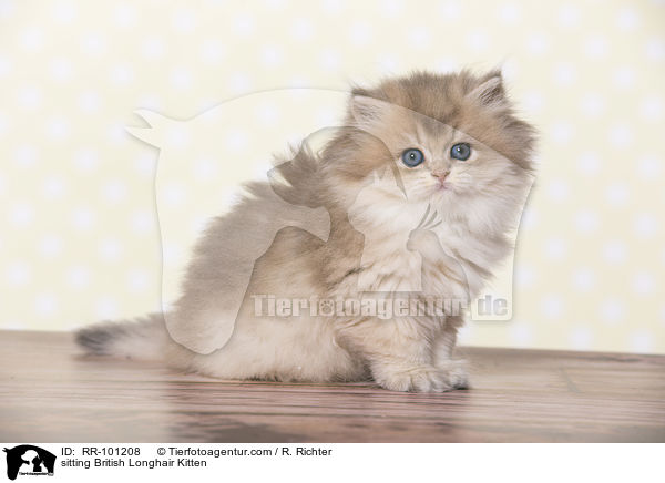 sitting British Longhair Kitten / RR-101208
