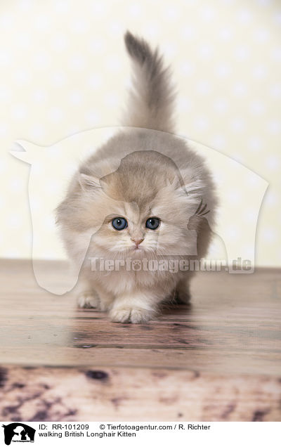laufendes Britisch Langhaar Ktzchen / walking British Longhair Kitten / RR-101209