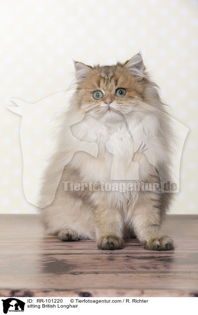 sitzender Britisch Langhaar / sitting British Longhair / RR-101220