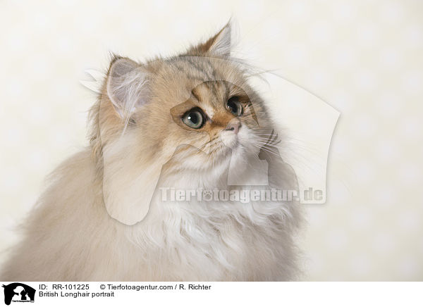 British Longhair portrait / RR-101225