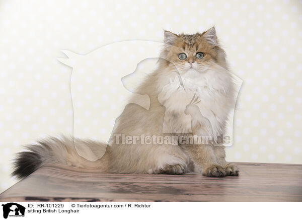 sitting British Longhair / RR-101229