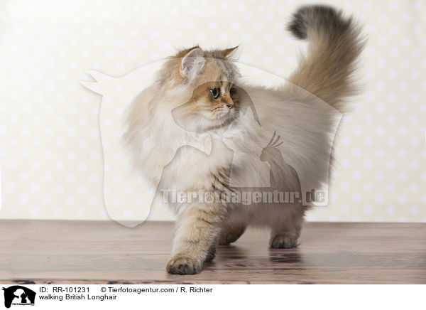 walking British Longhair / RR-101231