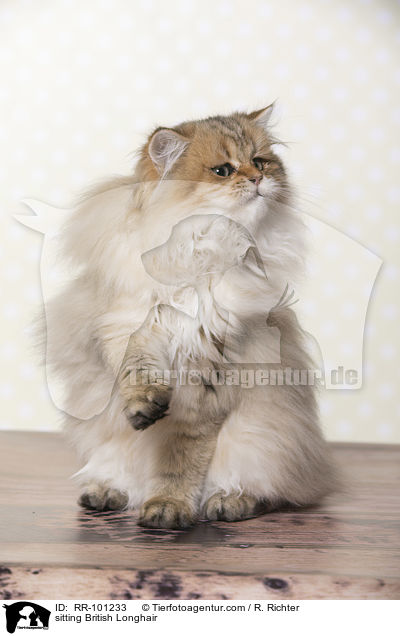 sitzender Britisch Langhaar / sitting British Longhair / RR-101233