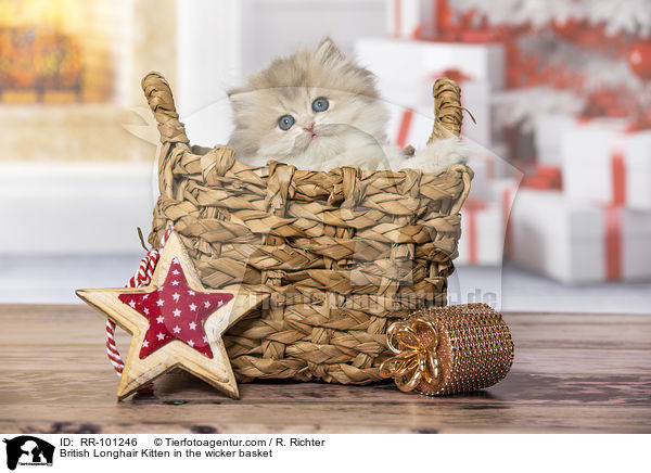 British Longhair Kitten in the wicker basket / RR-101246