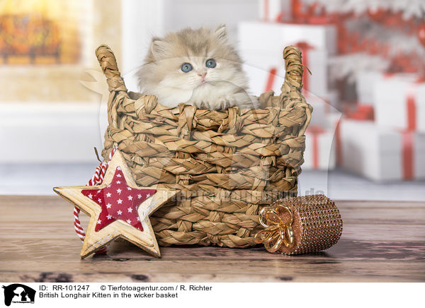 British Longhair Kitten in the wicker basket / RR-101247