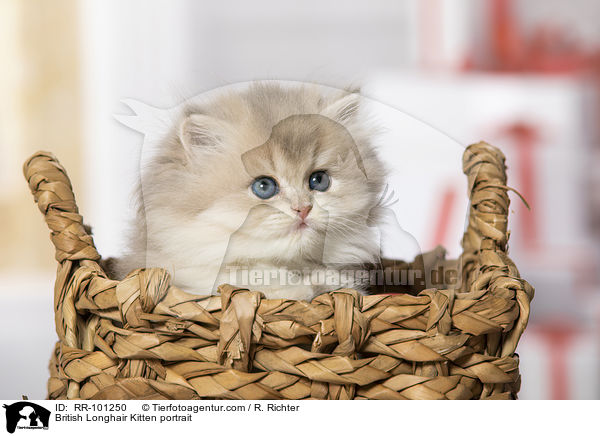 British Longhair Kitten portrait / RR-101250