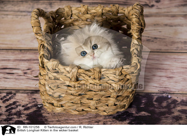 British Longhair Kitten in the wicker basket / RR-101256