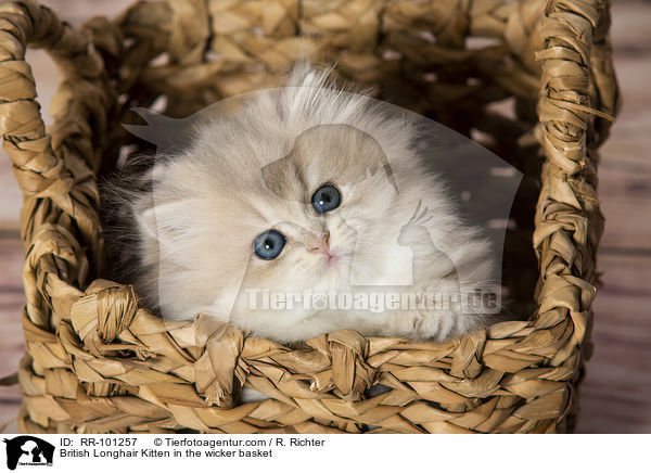 British Longhair Kitten in the wicker basket / RR-101257
