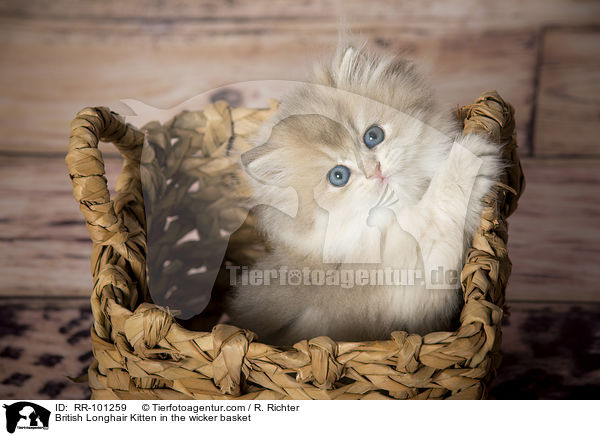 British Longhair Kitten in the wicker basket / RR-101259