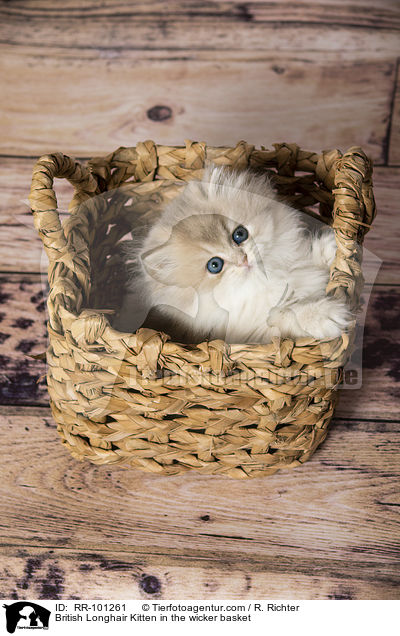 Britisch Langhaar Ktzchen im Weidenkorb / British Longhair Kitten in the wicker basket / RR-101261