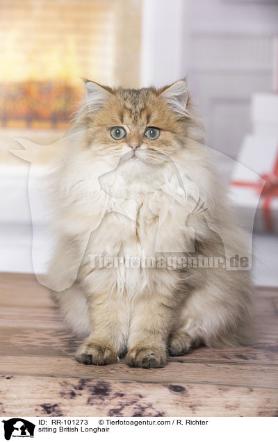 sitzender Britisch Langhaar / sitting British Longhair / RR-101273