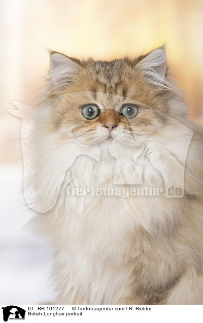 Britisch Langhaar Portrait / British Longhair portrait / RR-101277