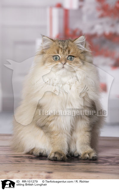 sitzender Britisch Langhaar / sitting British Longhair / RR-101279