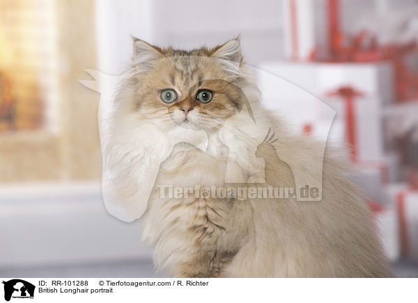 Britisch Langhaar Portrait / British Longhair portrait / RR-101288
