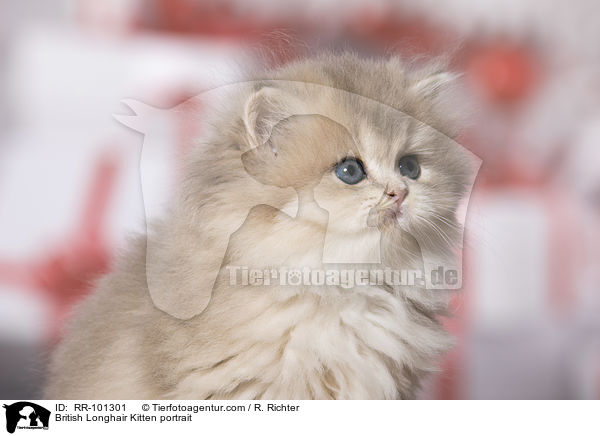 British Longhair Kitten portrait / RR-101301