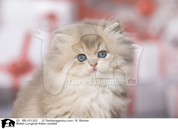 Britisch Langhaar Ktzchen Portrait / British Longhair Kitten portrait / RR-101302