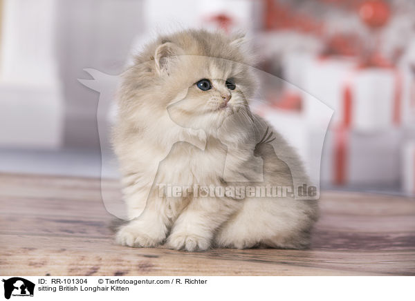 sitting British Longhair Kitten / RR-101304