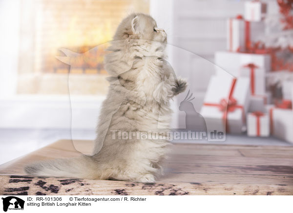 sitzendes Britisch Langhaar Ktzchen / sitting British Longhair Kitten / RR-101306