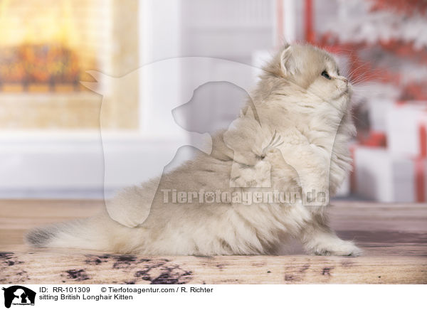 sitting British Longhair Kitten / RR-101309